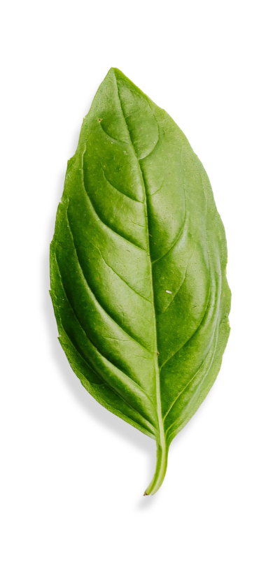 hoja de albahaca